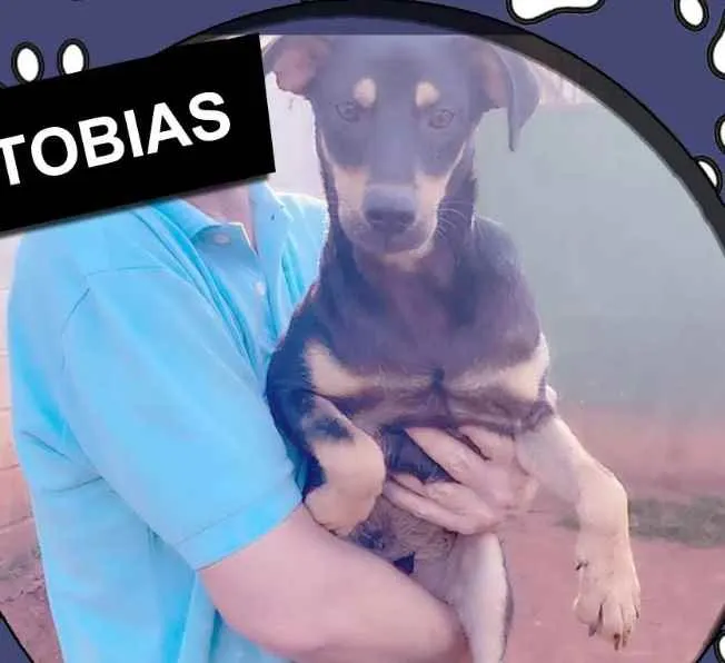 Cachorro ra a SRD idade 2 anos nome Tobias