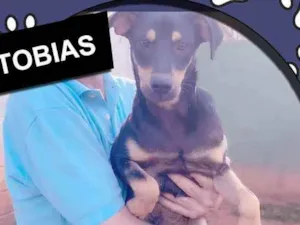 Cachorro raça SRD idade 2 anos nome Tobias