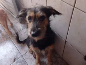 Cachorro raça SRD idade 1 ano nome Estrela