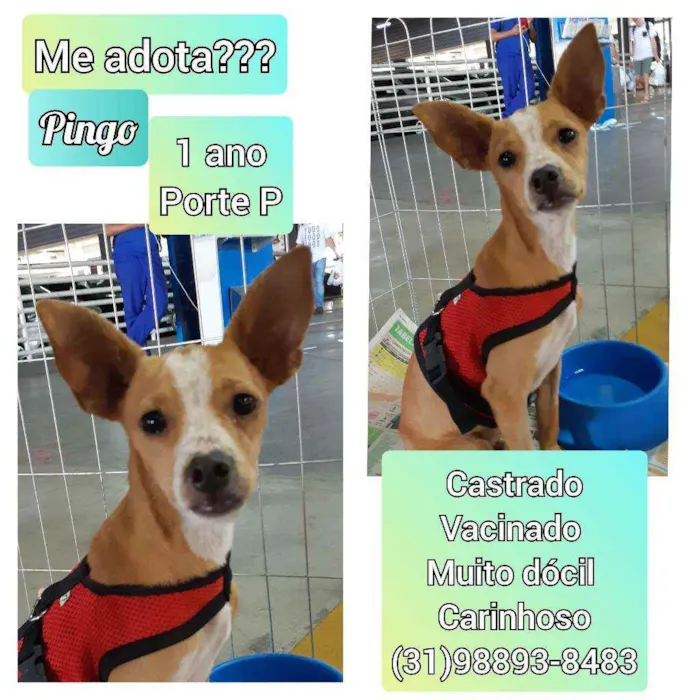 Cachorro raça SRD idade 1 ano nome Pingo 