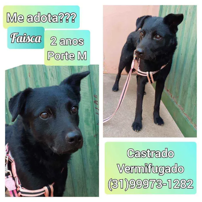 Cachorro raça SRD idade 2 anos nome Faísca 