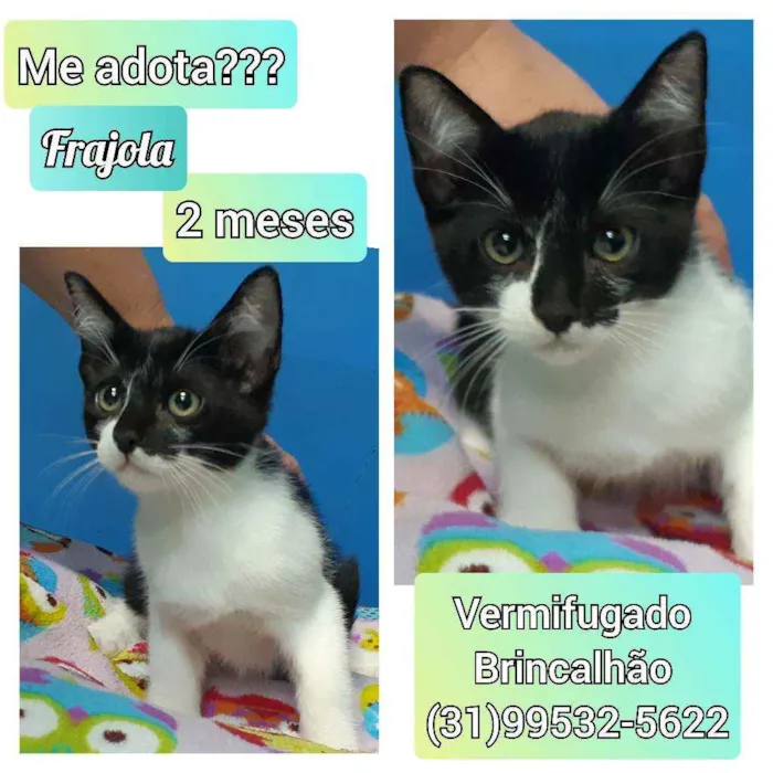 Gato raça SRD idade 2 a 6 meses nome Frajola