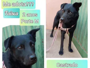 Cachorro raça SRD idade 2 anos nome Faísca 