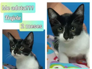 Gato raça SRD idade 2 a 6 meses nome Frajola