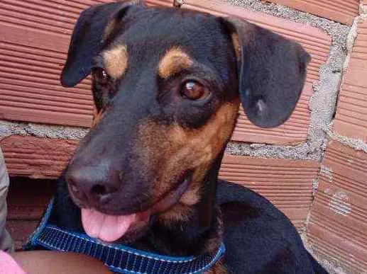 Cachorro ra a Vira lata idade 2 a 6 meses nome Fenrir