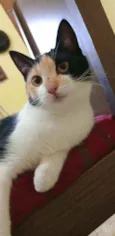 Lady