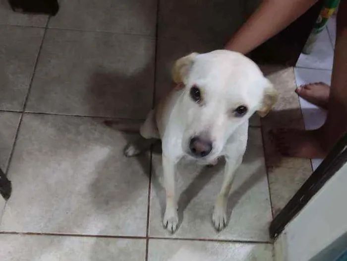 Cachorro ra a Sem raça definida idade 3 anos nome Nina