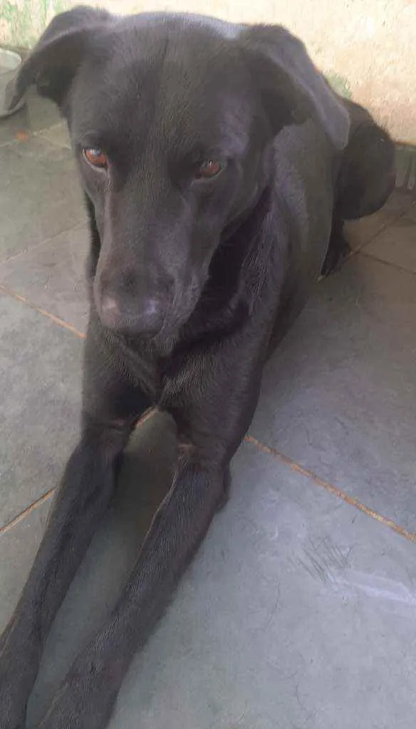 Cachorro ra a Vira-lata idade 2 anos nome Uriel e Blade