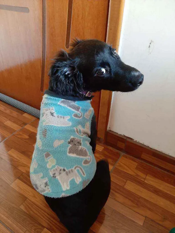 Cachorro ra a  idade 7 a 11 meses nome Robson