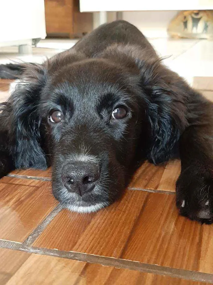 Cachorro ra a  idade 7 a 11 meses nome Robson