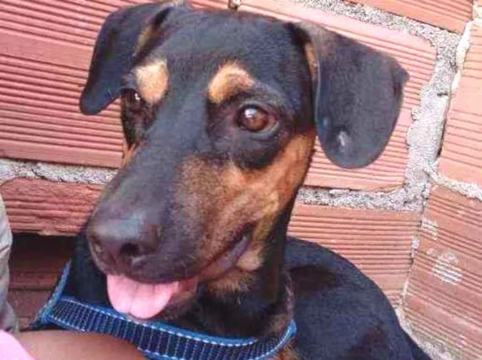 Cachorro ra a Vira lata idade 2 a 6 meses nome Fenrir