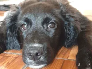 Cachorro raça  idade 7 a 11 meses nome Robson