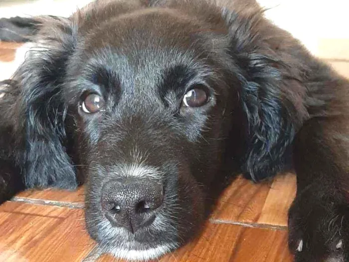 Cachorro ra a  idade 7 a 11 meses nome Robson