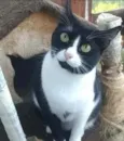 ** KYARA **