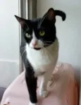 ** KYARA **