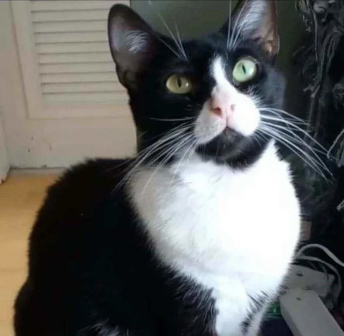 Gato ra a srd frajolinha  idade 7 a 11 meses nome ** KYARA **