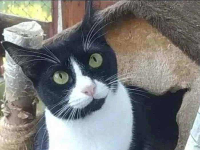 Gato ra a srd frajolinha  idade 7 a 11 meses nome ** KYARA **