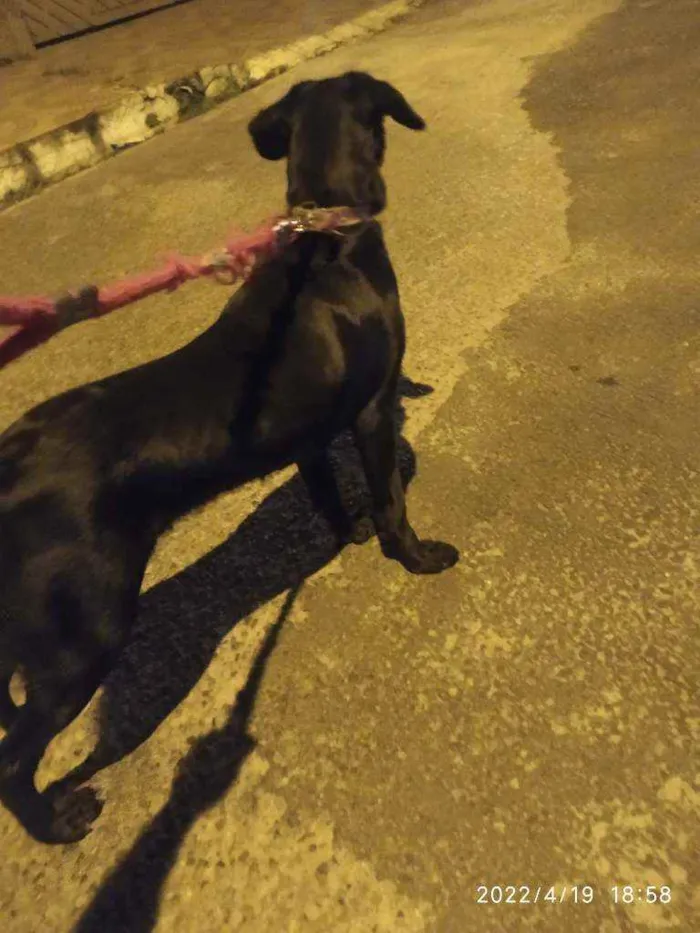 Cachorro ra a Labrador/ Fila idade 7 a 11 meses nome Pandora