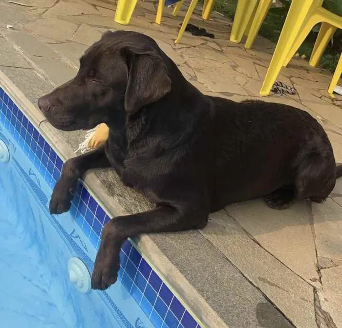 Cachorro ra a Labrador  idade 3 anos nome Sem nome 