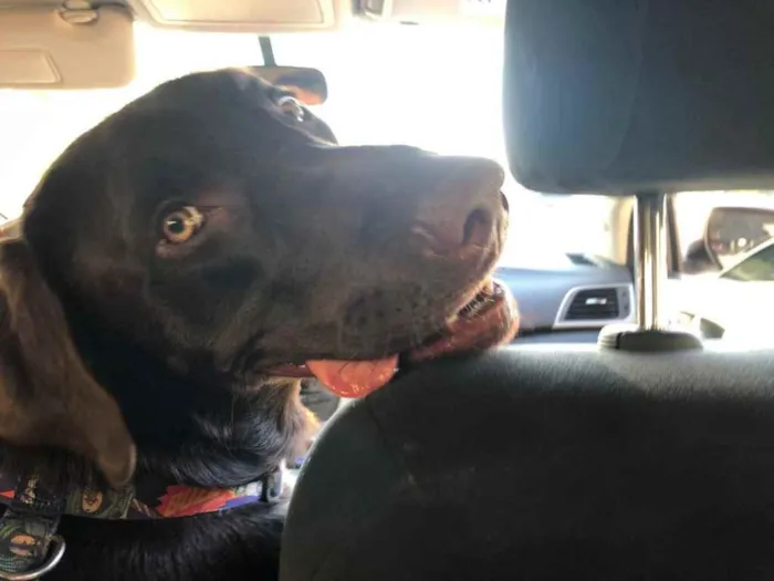 Cachorro ra a Labrador  idade 3 anos nome Sem nome 