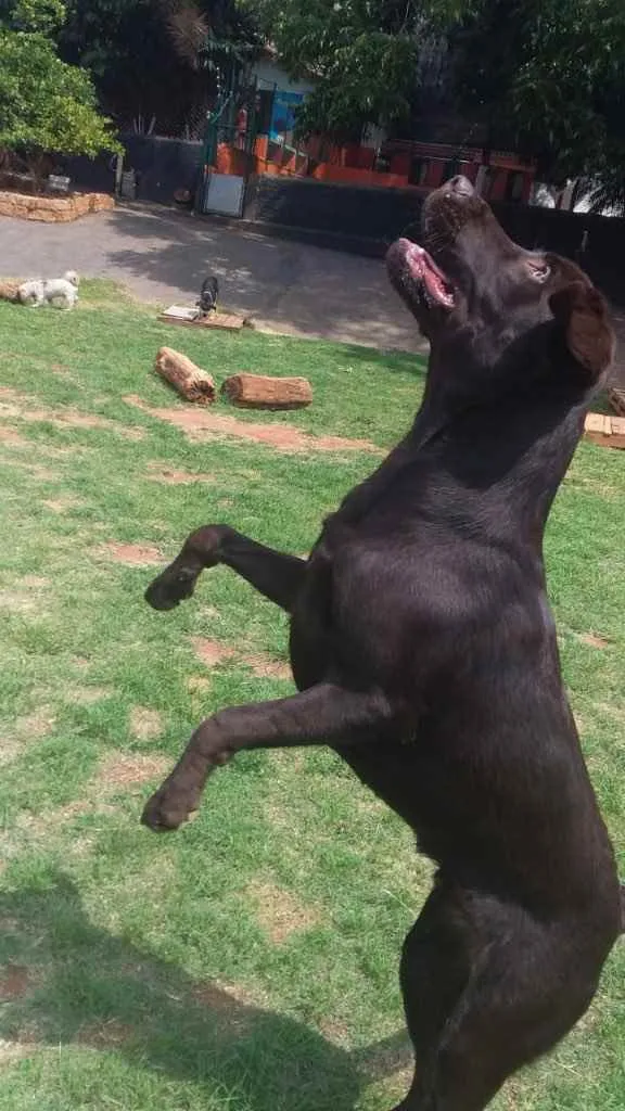 Cachorro ra a Labrador  idade 3 anos nome Sem nome 