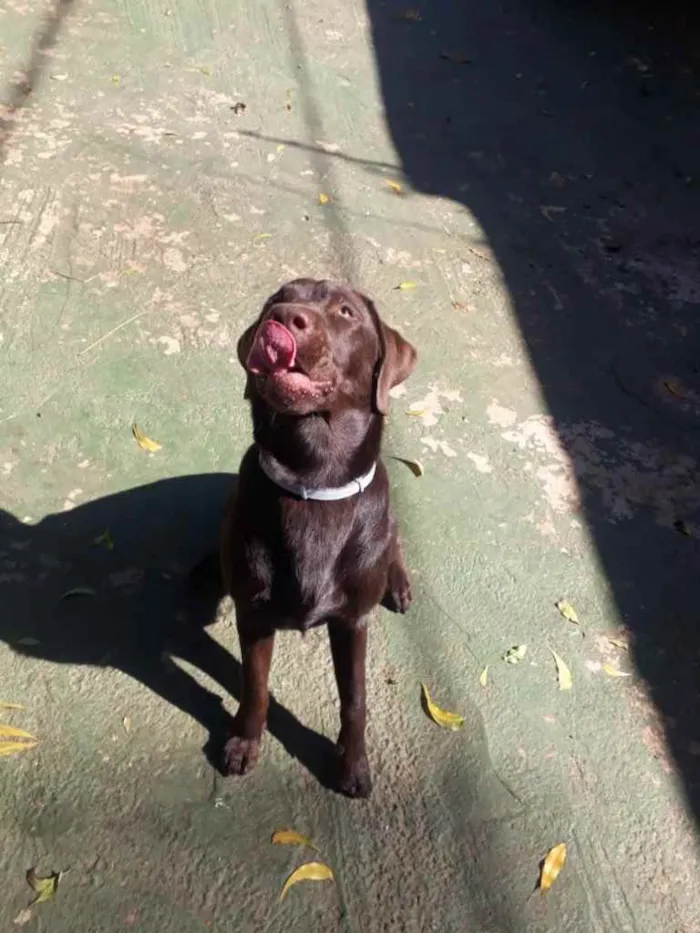 Cachorro ra a Labrador  idade 3 anos nome Sem nome 