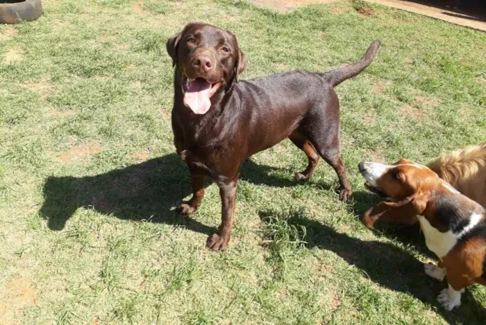 Cachorro ra a Labrador  idade 3 anos nome Sem nome 