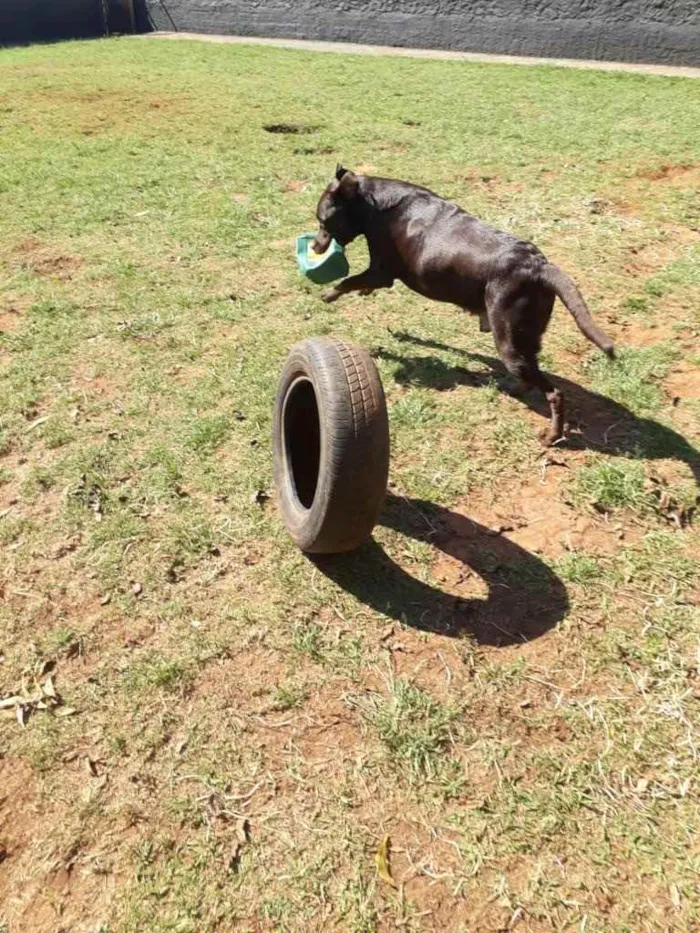 Cachorro ra a Labrador  idade 3 anos nome Sem nome 