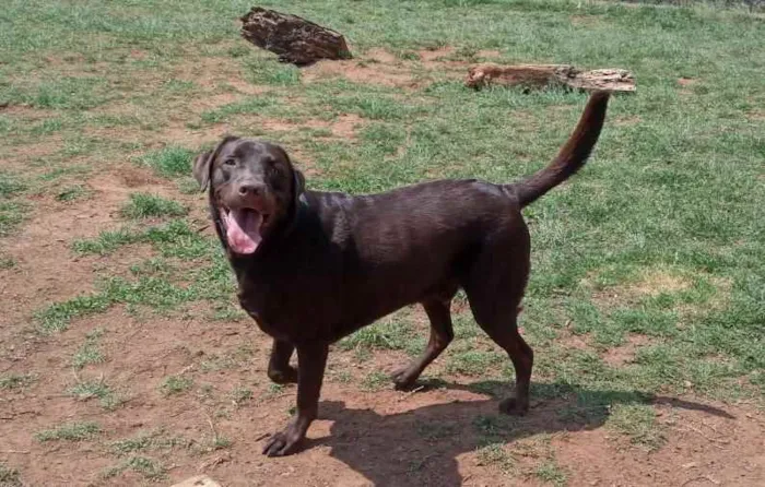 Cachorro ra a Labrador  idade 3 anos nome Sem nome 