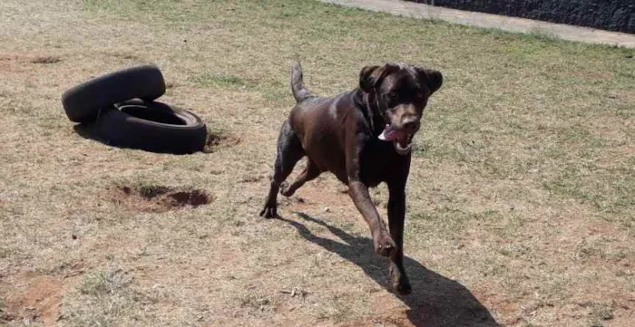 Cachorro ra a Labrador  idade 3 anos nome Sem nome 