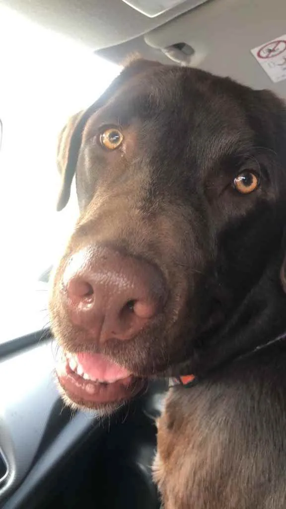 Cachorro ra a Labrador  idade 3 anos nome Sem nome 