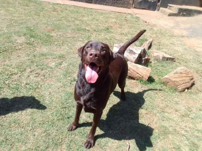 Cachorro ra a Labrador  idade 3 anos nome Sem nome 