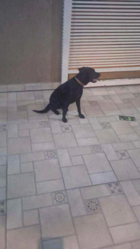 Cachorro ra a Labrador/ Fila idade 7 a 11 meses nome Pandora