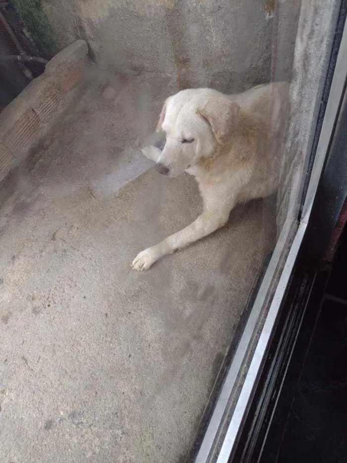 Cachorro ra a Labrador  idade 3 anos nome Bradoki