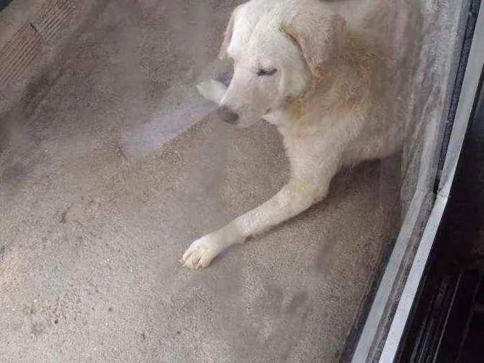 Cachorro ra a Labrador  idade 3 anos nome Bradoki