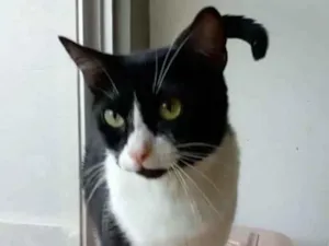 Gato raça srd frajolinha  idade 7 a 11 meses nome ** KYARA **