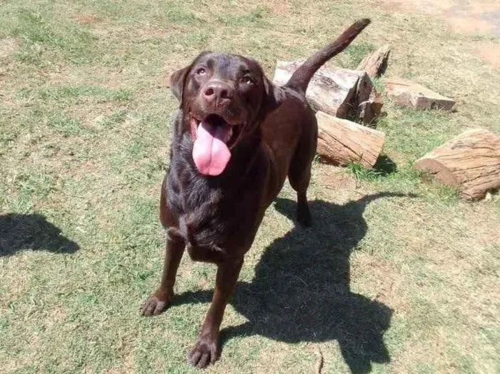 Cachorro ra a Labrador  idade 3 anos nome Sem nome 
