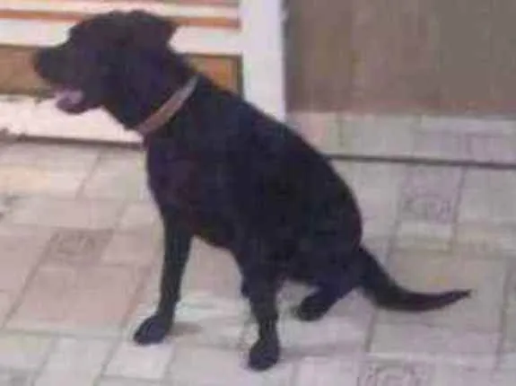 Cachorro ra a Labrador/ Fila idade 7 a 11 meses nome Pandora