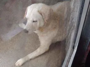 Cachorro raça Labrador  idade 3 anos nome Bradoki