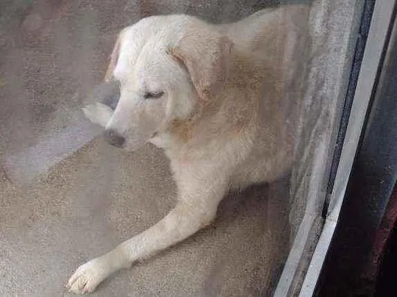 Cachorro ra a Labrador  idade 3 anos nome Bradoki