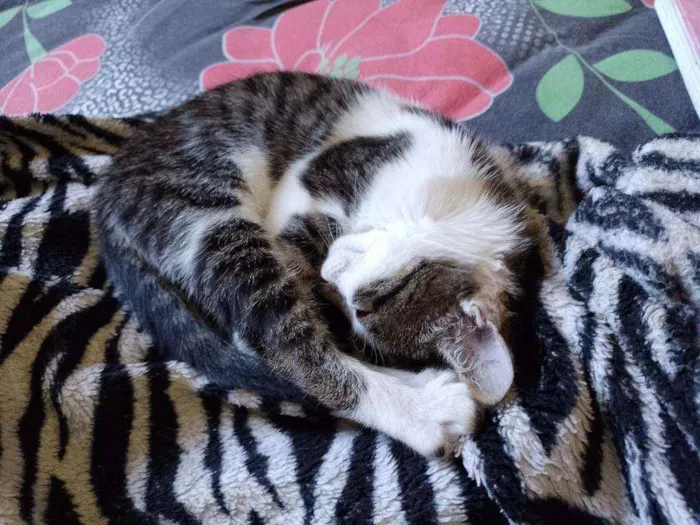 Gato raça VIRALATA idade 2 a 6 meses nome NACHO