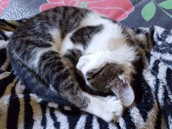 Gato raça VIRALATA idade 2 a 6 meses nome NACHO