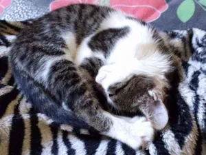 Gato raça VIRALATA idade 2 a 6 meses nome NACHO