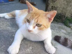 Gato raça Não tem  idade 1 ano nome Gatos dóceis