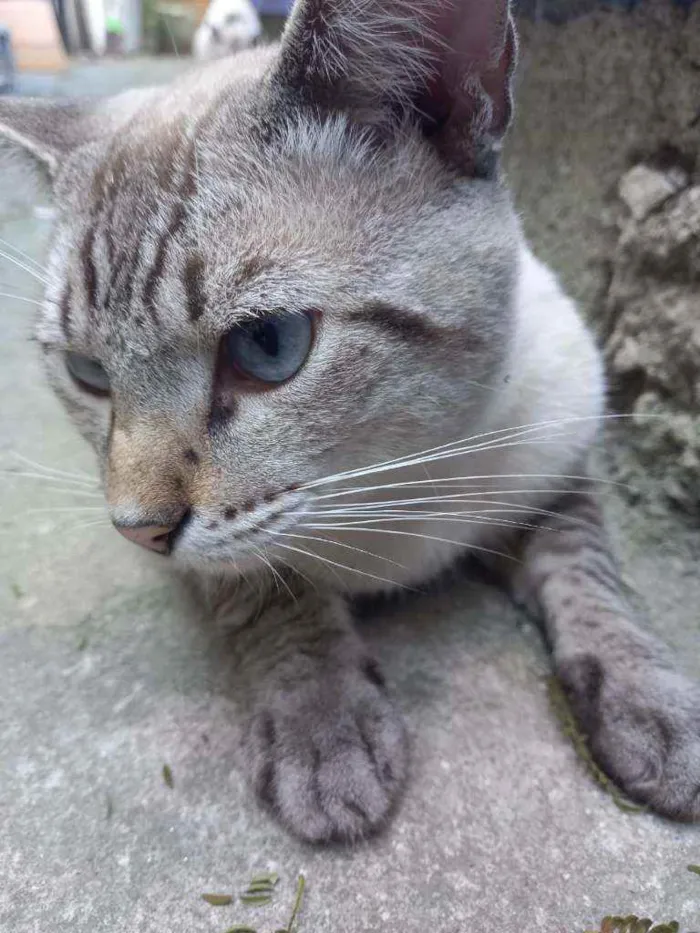 Gato raça Não tem  idade 7 a 11 meses nome Gato dócil