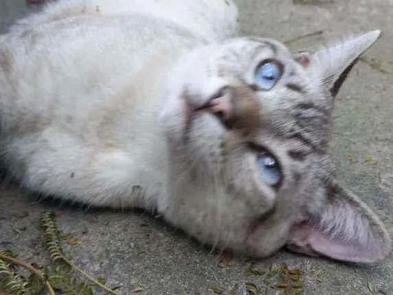 Gato raça Não tem  idade 7 a 11 meses nome Gato dócil