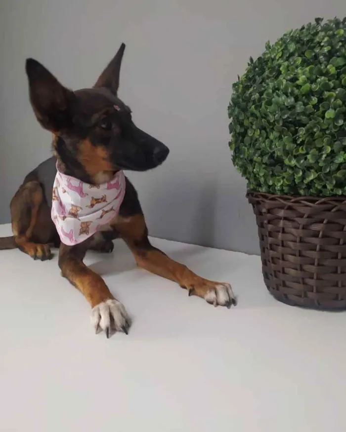 Cachorro raça SRD idade 7 a 11 meses nome Herminone 