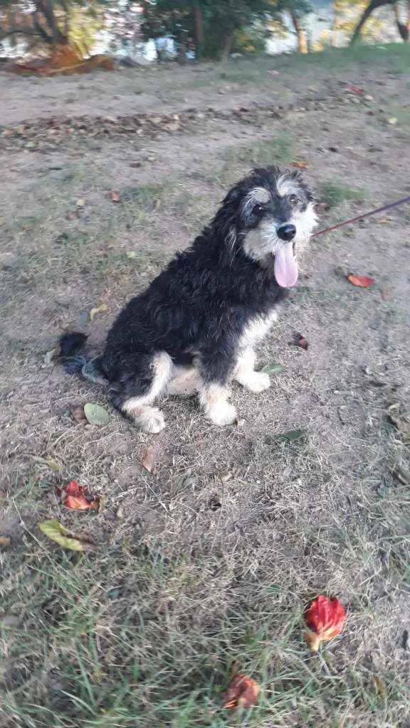 Cachorro raça SRD idade 7 a 11 meses nome Hope