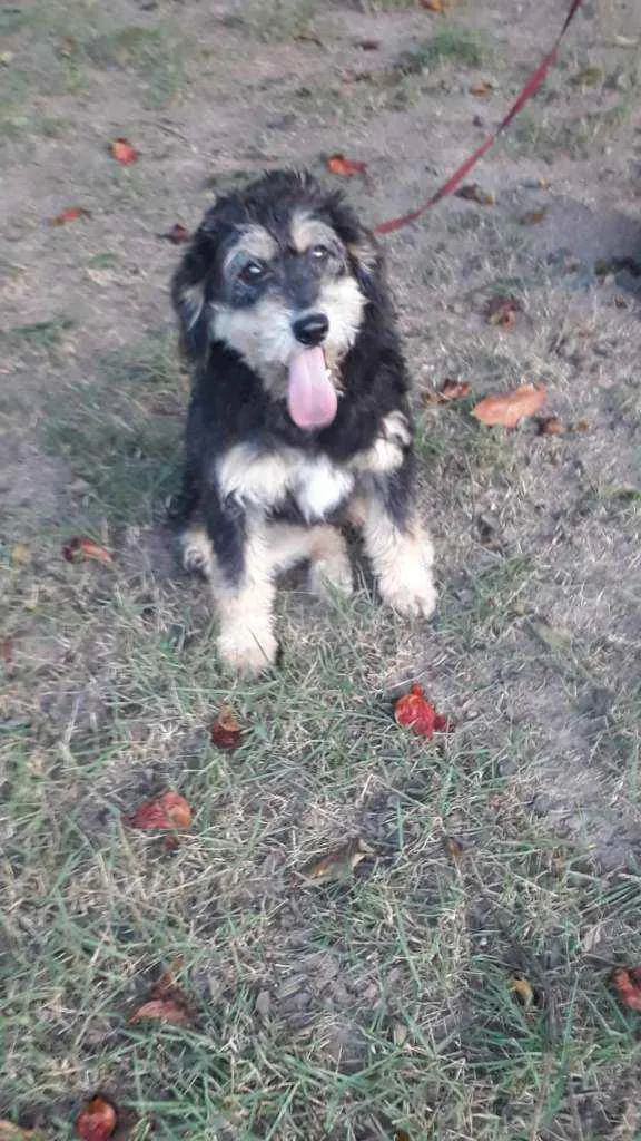 Cachorro raça SRD idade 7 a 11 meses nome Hope