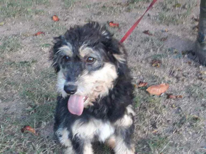 Cachorro raça SRD idade 7 a 11 meses nome Hope